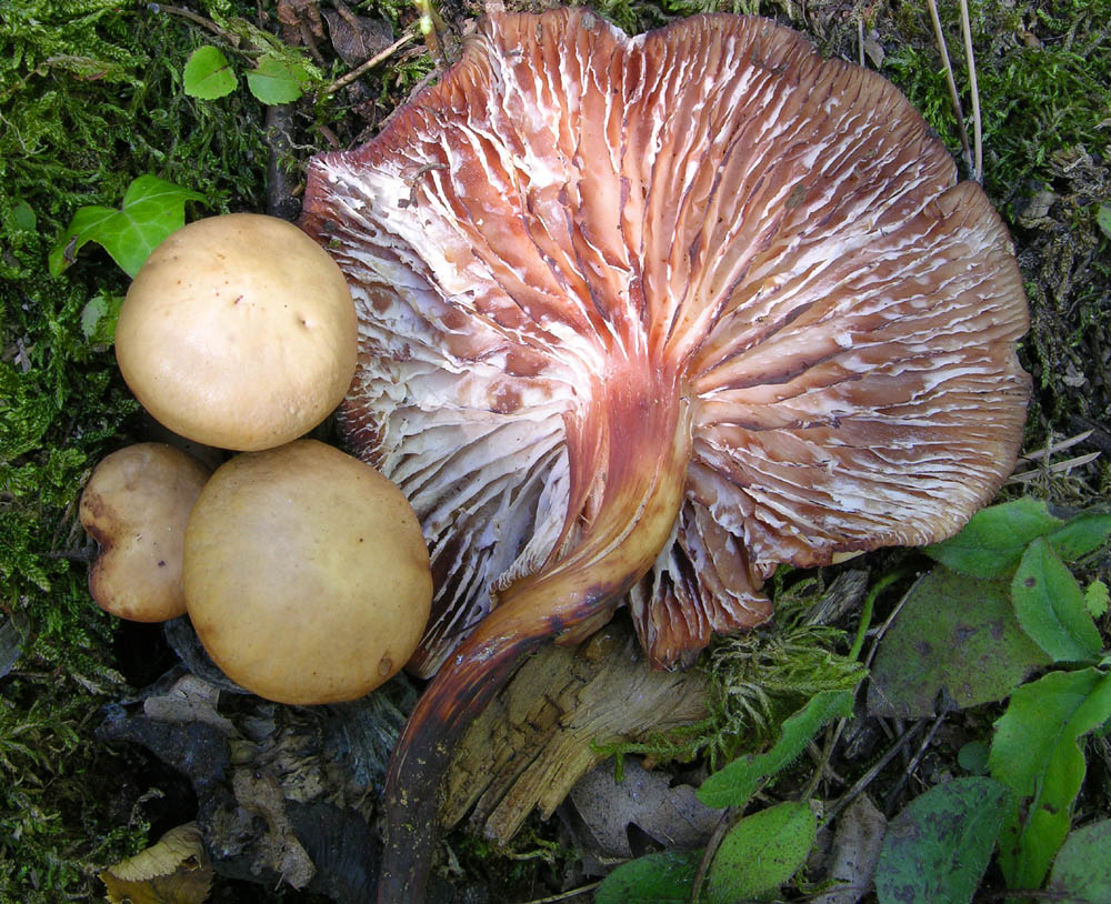 Se vi piacciono i funghi....